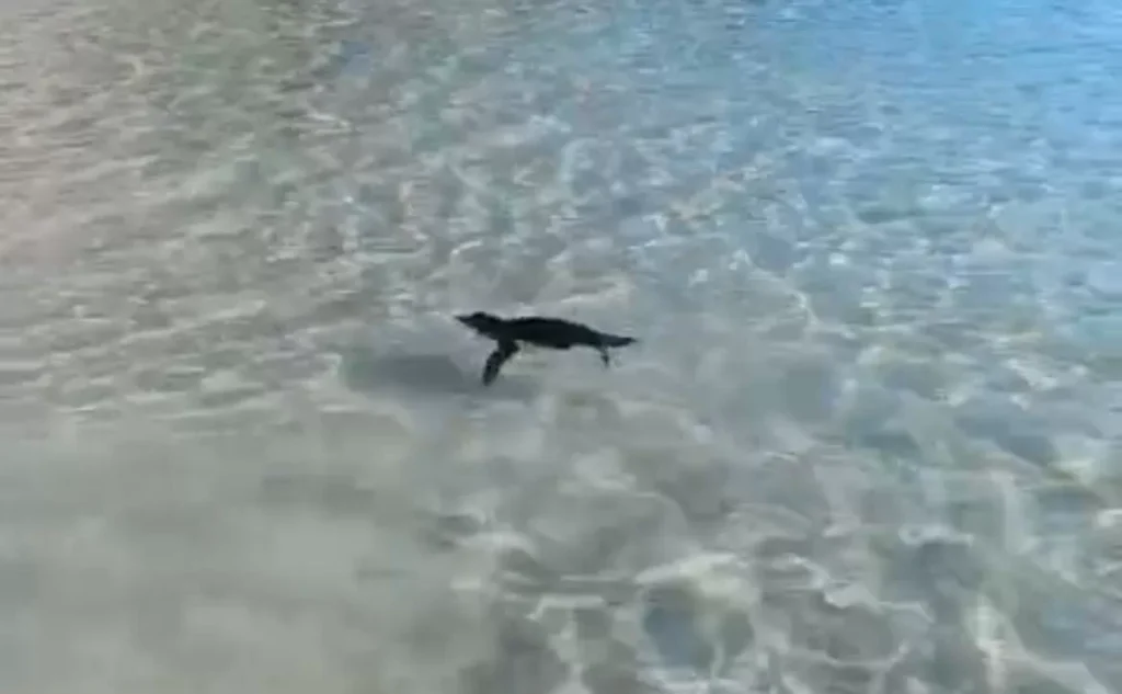 Tentativa de Salvar Pinguim na Praia Grande Termina em Conflito em Arraial Imagem do artigo