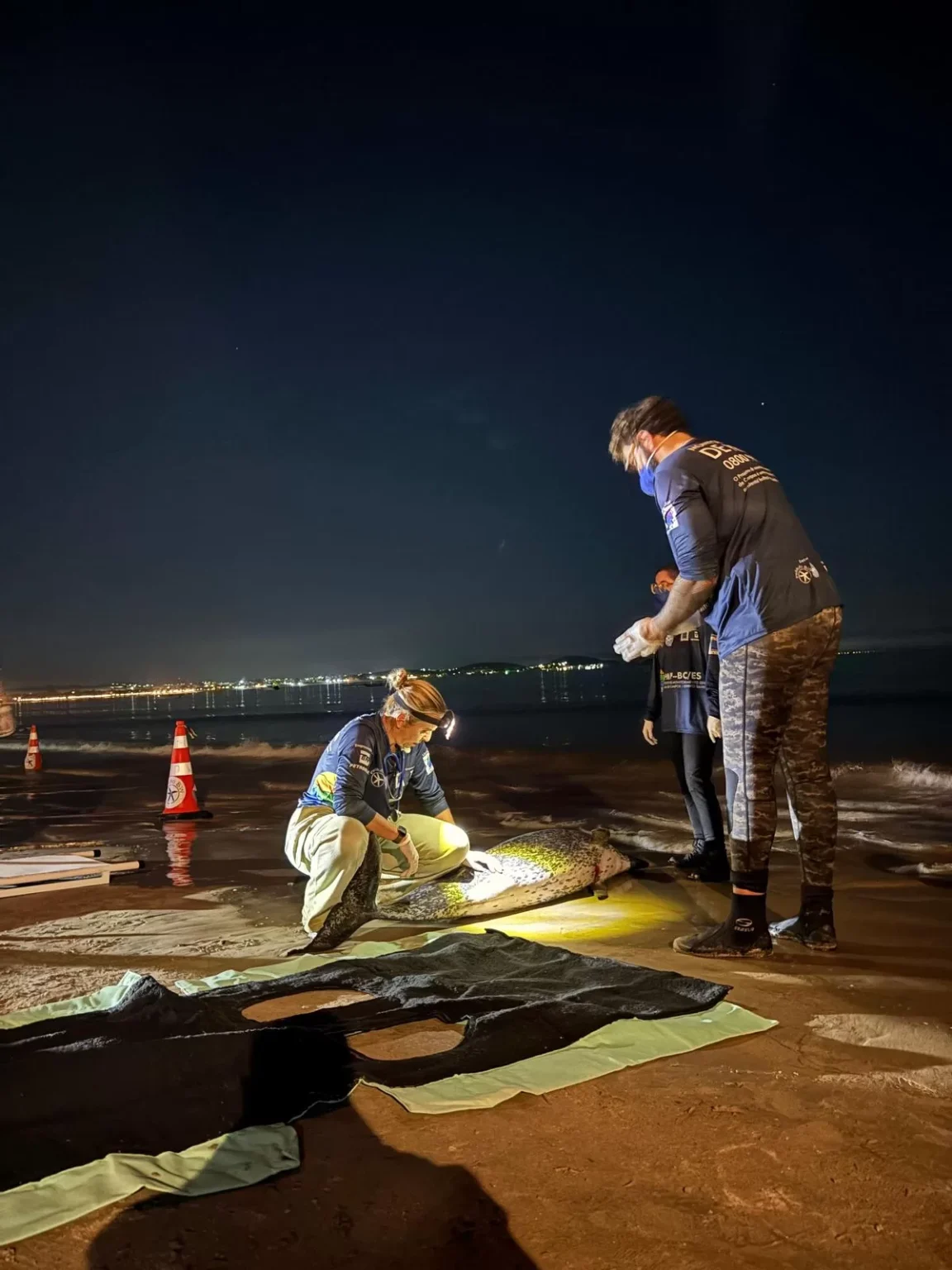 Inusitado Encaminhamento de Golfinhos em Búzios: Dois Morrem na Praia de Manguinhos Imagem do artigo