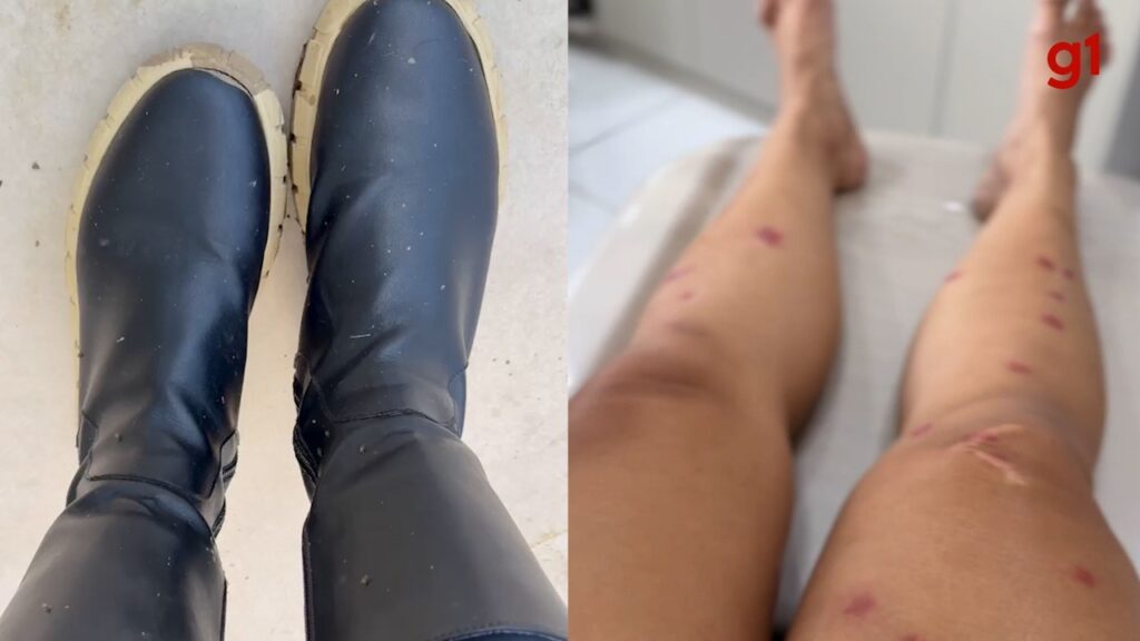 Câmara do Rio Aprova Distribuição de Repelentes em Áreas com Infestação de Borrachudos Imagem do artigo