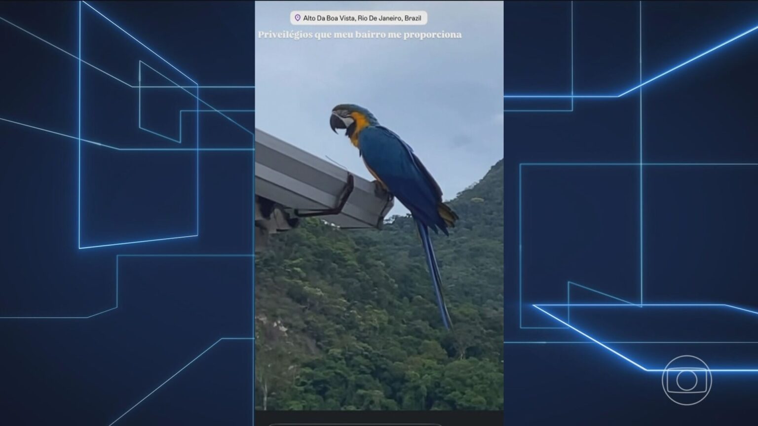 Araras-canindés são reintroduzidas no Rio de Janeiro após mais de 200 anos