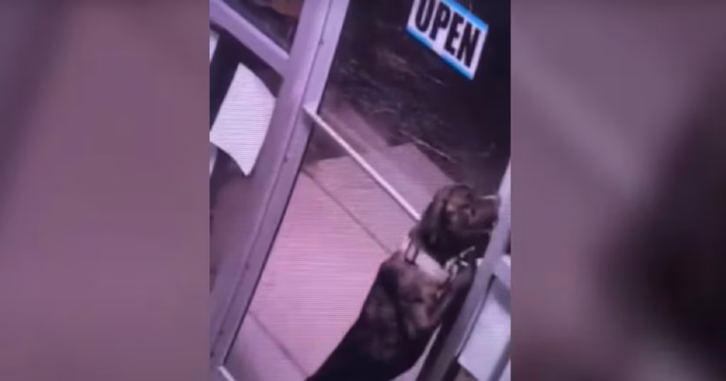 Cão Famoso Escapa de Abrigo ao Destrancar Porta; Confira o Vídeo