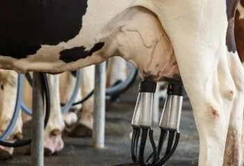 Produção de Leite no Rio Grande do Norte Cresce e Atinge Milhão de Litros Diários