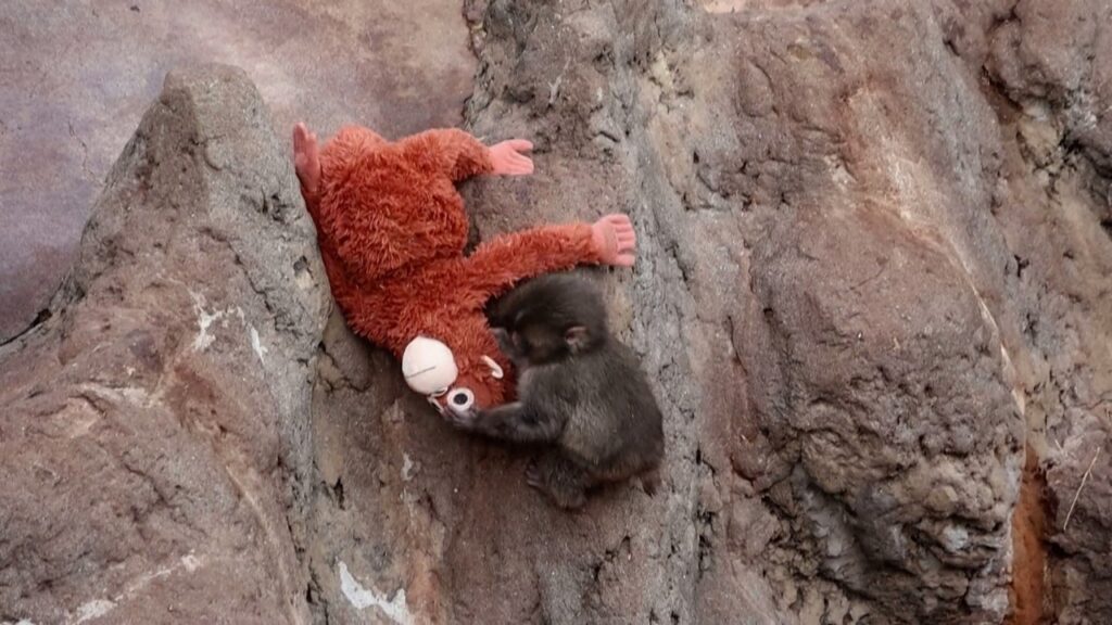 Descubra Onde Está Punch: O Desafio Visual que Viralizou nas Redes Sociais