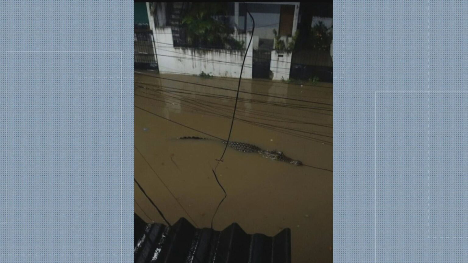 Jacaré Flutua em Rua Alagada na Zona Norte do Rio: Nova Previsão de Chuva