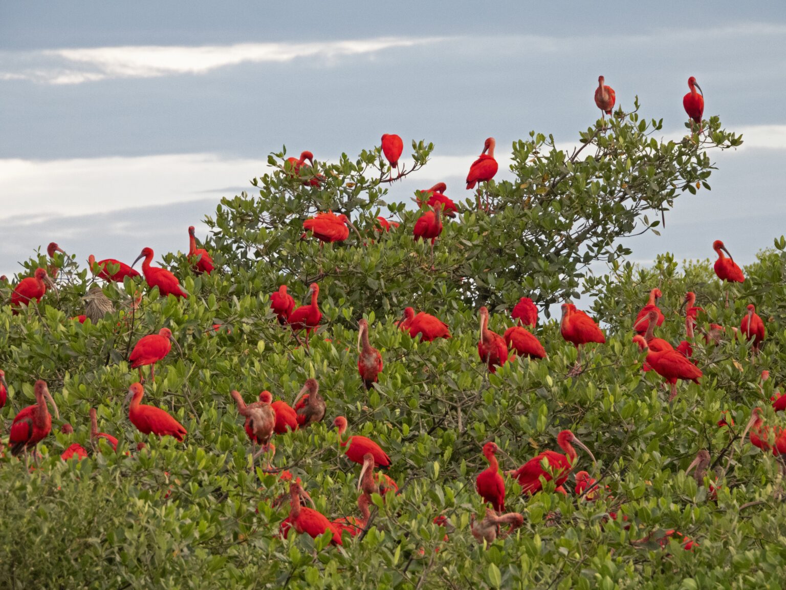 Retorno do Guará: Uma Nova Era para o Turismo Ambiental no Litoral do Paraná
