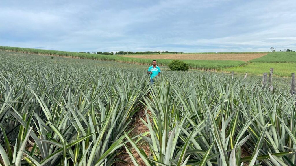 Abacaxi Fluminense: Motor da Fruticultura e Pilar da Agricultura Familiar