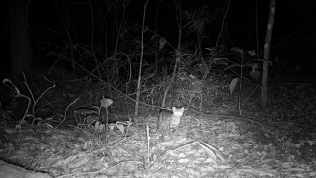 Animais Extintos do Rio de Janeiro Retornam: Descobertas Inéditas na Floresta da Pedra Branca