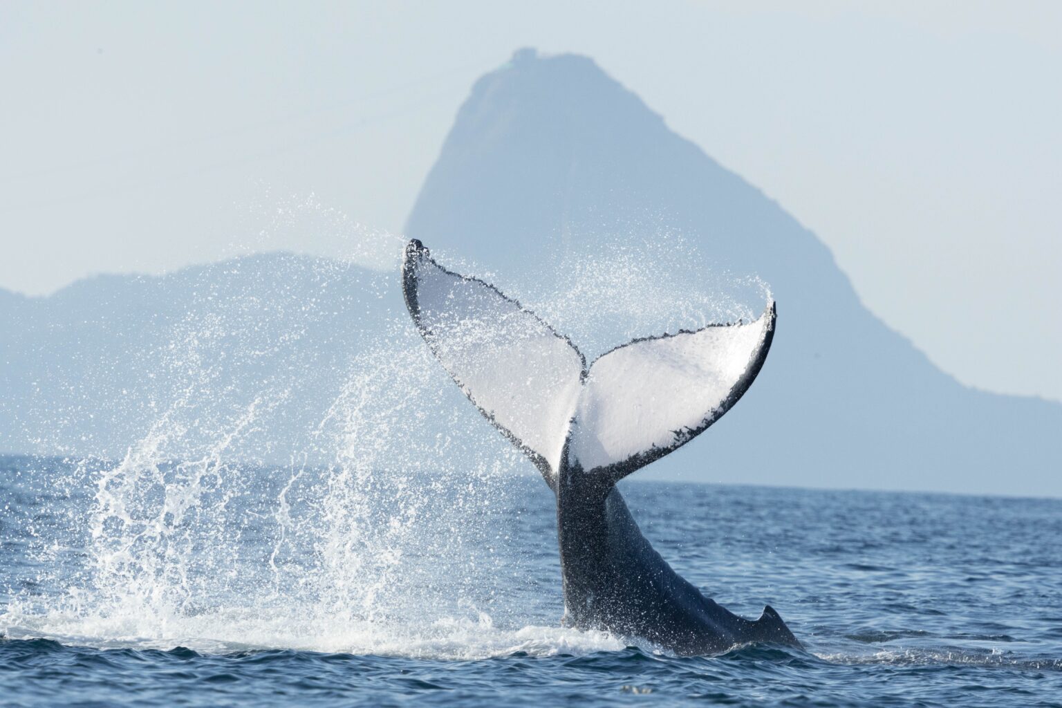 Dia Mundial da Água: Espetáculo Marinho no Litoral do Rio de Janeiro