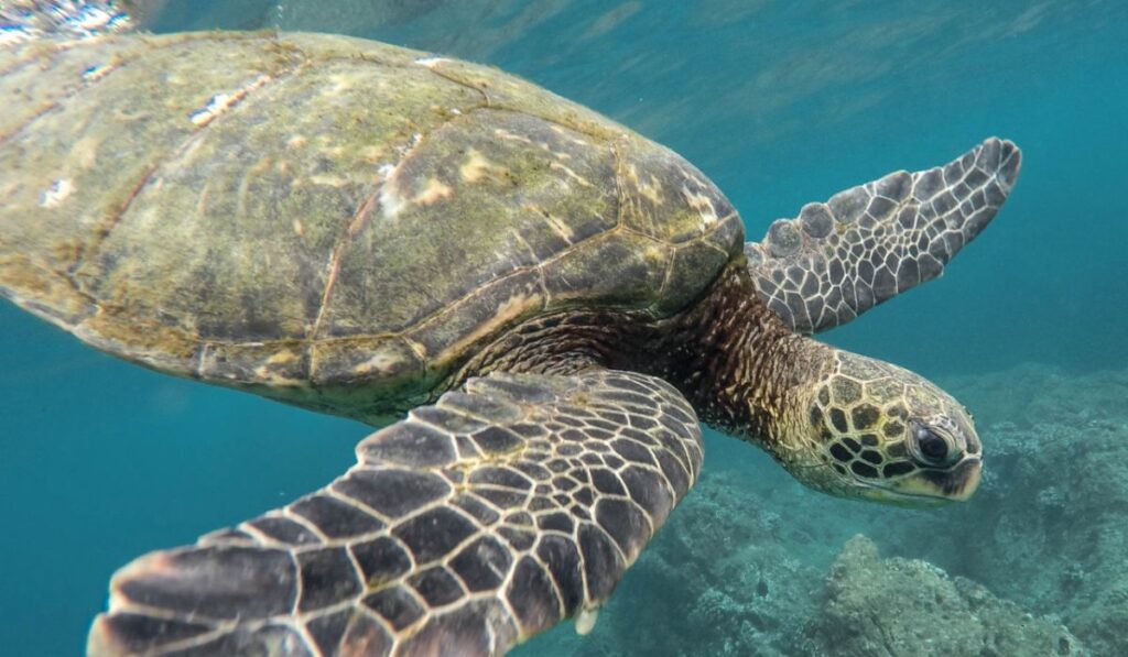 Gigante do Mar: Maior Tartaruga do Mundo é Vista no Rio de Janeiro