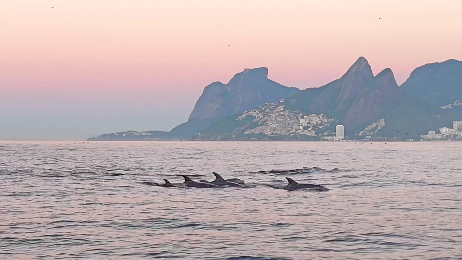Golfinhos Encantam no Litoral do Rio: Um Espetáculo Natural