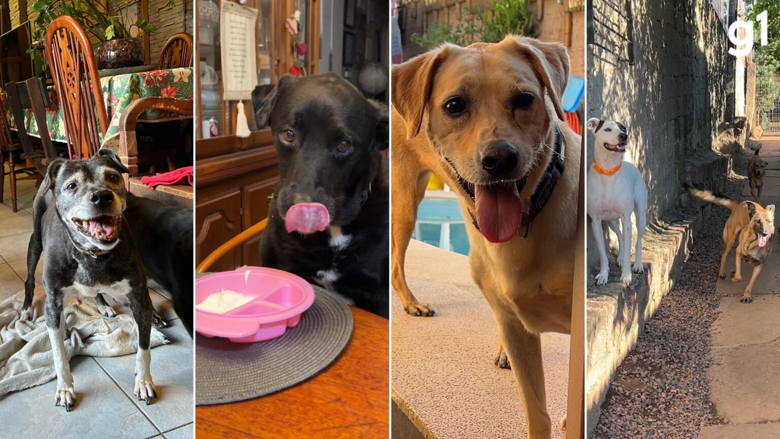 Mais de 300 cães: o legado de uma veterinária em Porto Alegre Mais de 300 cães: o legado de uma veterinária em Porto Alegre