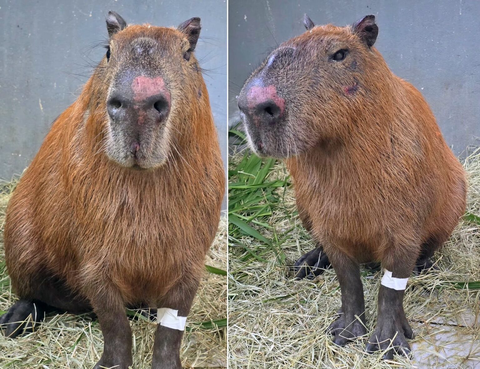 Morador é Detido por Agredir Capivara e É Reconhecido em Outro Ataque a Animais