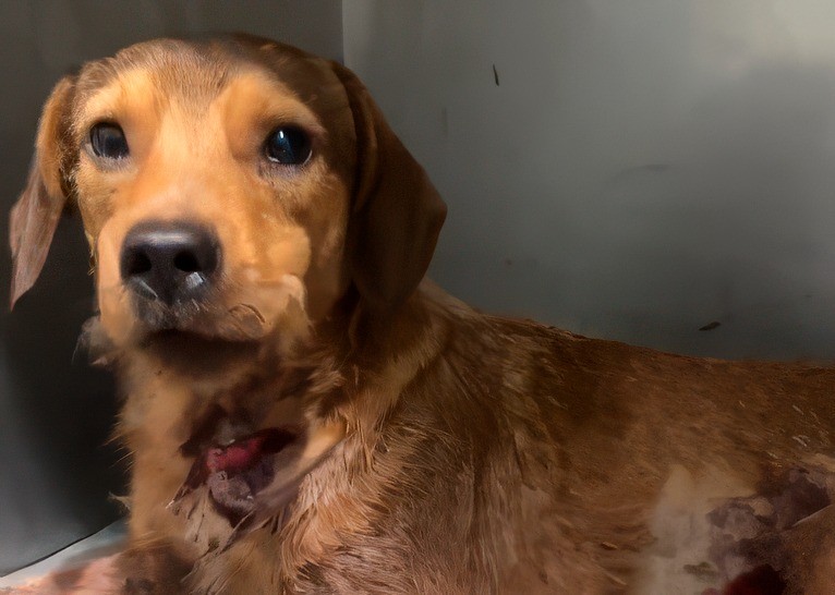 Cachorro Caramelo Baleado em Guaratiba: Moradores Acusam Policial e Vereador Promete Ação Cachorro Caramelo Baleado em Guaratiba: Moradores Acusam Policial e Vereador Promete Ação