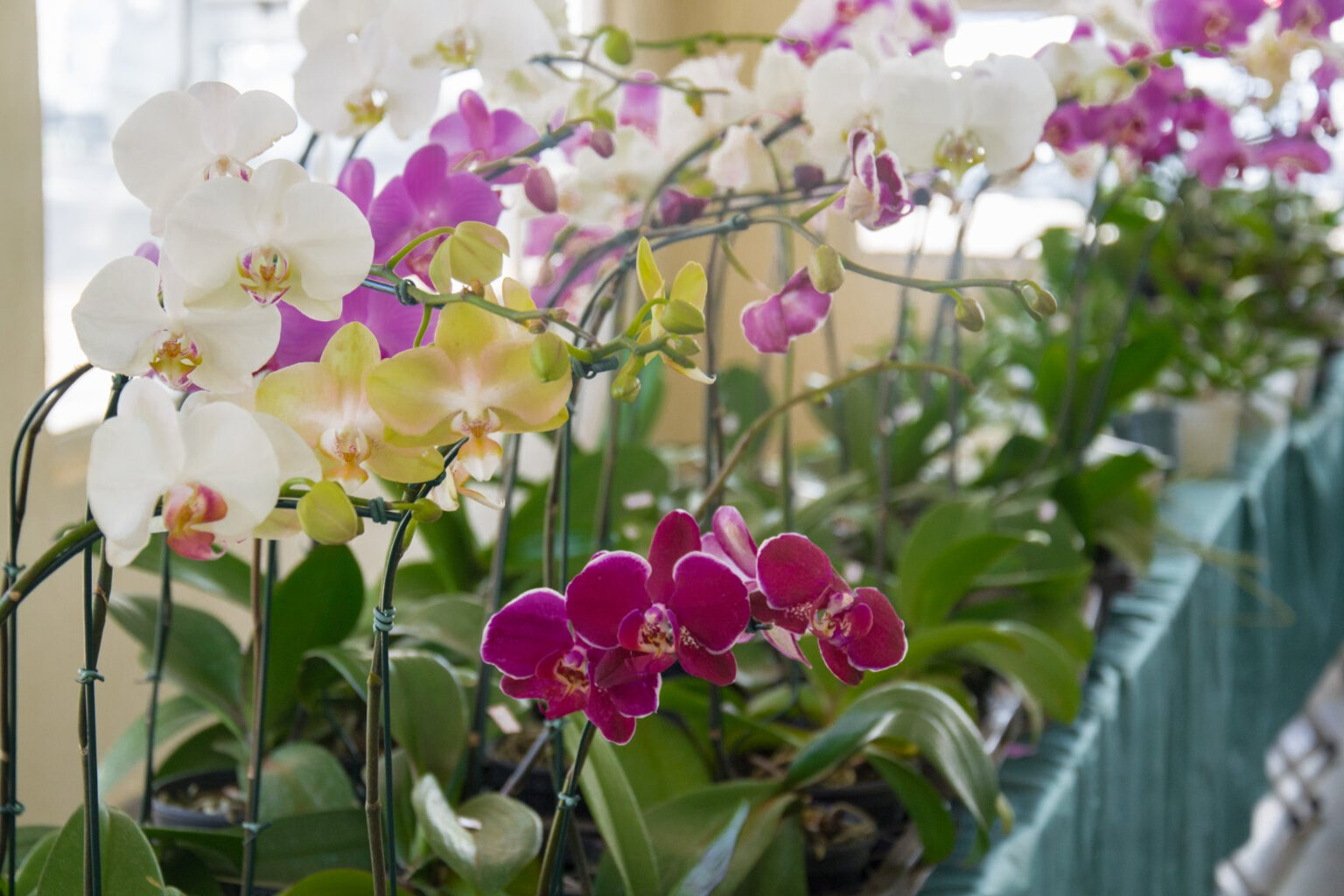 Descubra a 42ª Exposição Nacional de Orquídeas em Catanduva: Uma Celebração das Flores