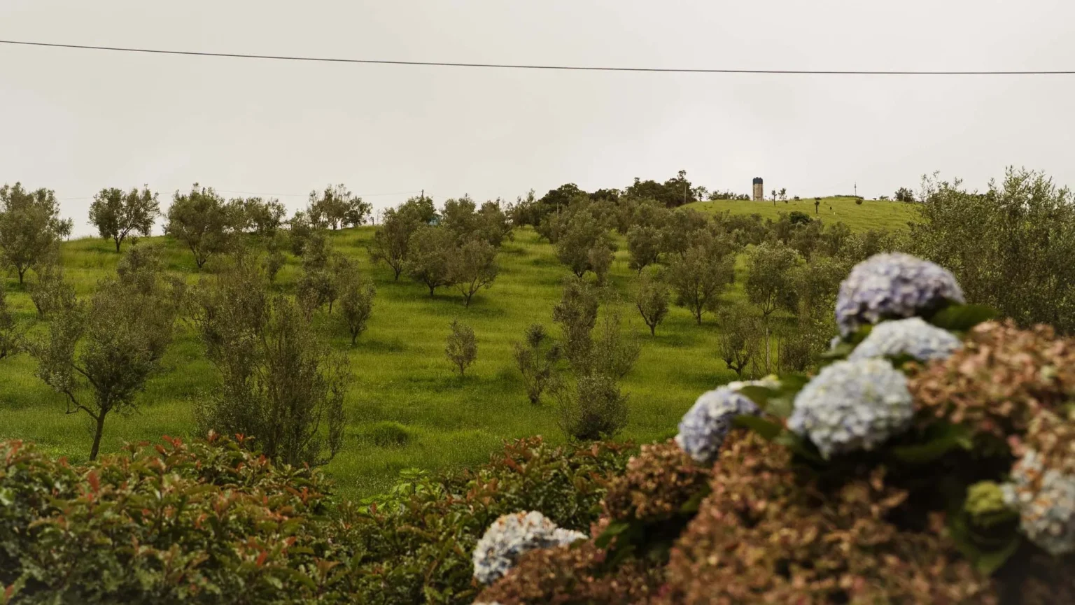 Olivoturismo: A Revolução do Turismo no Sul de Minas