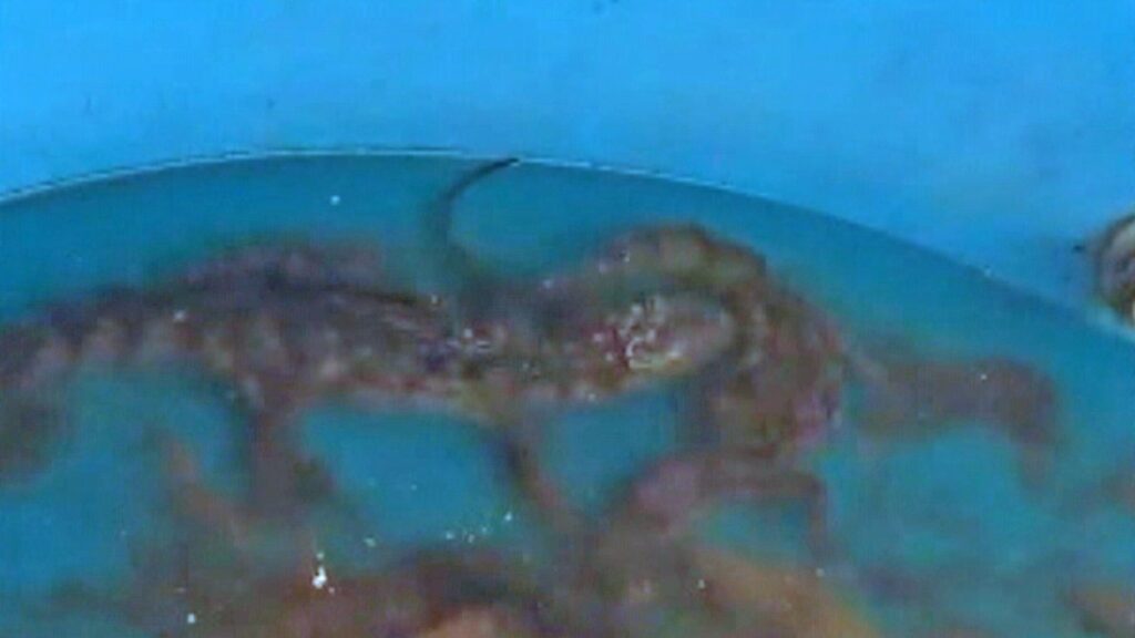 Operação Policial Foca na Zona Sudoeste do Rio para Combater Criminalidade