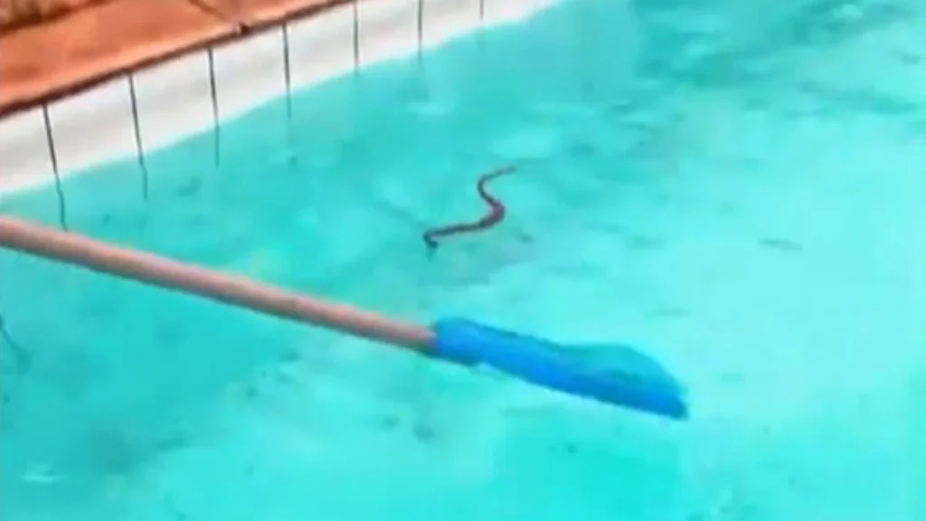 Cobras aparecem no Centro Olímpico de Nova Iguaçu e geram preocupação entre alunos e frequentadores