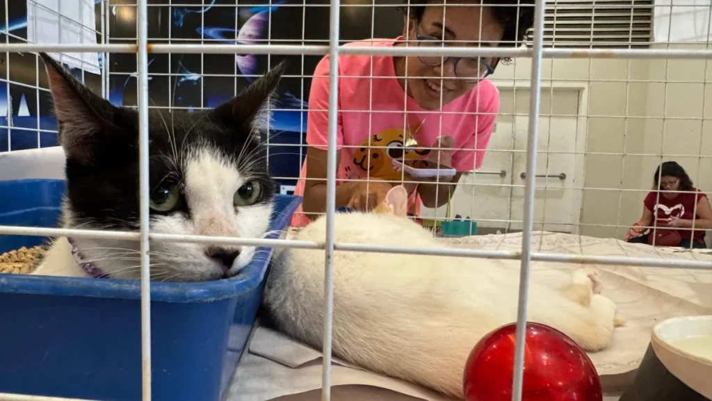 Campanha de adoção em Nova Iguaçu reúne novos lares para animais