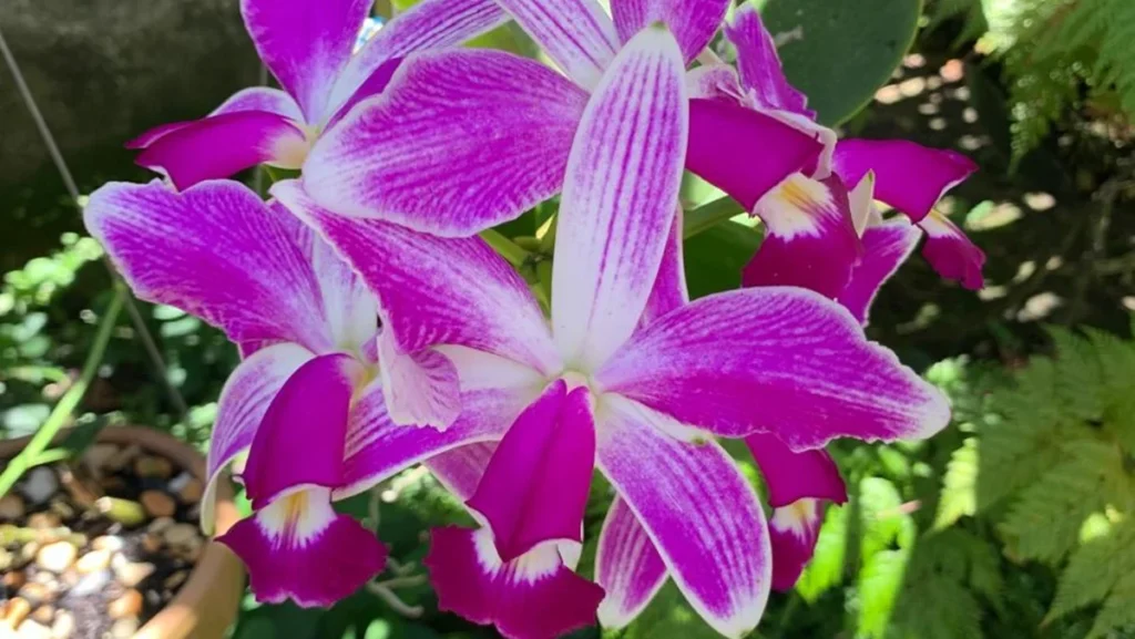 Entre Flores e Tradição: 40ª Exposição de Orquídeas de Niterói Reúne Natureza e Cultura