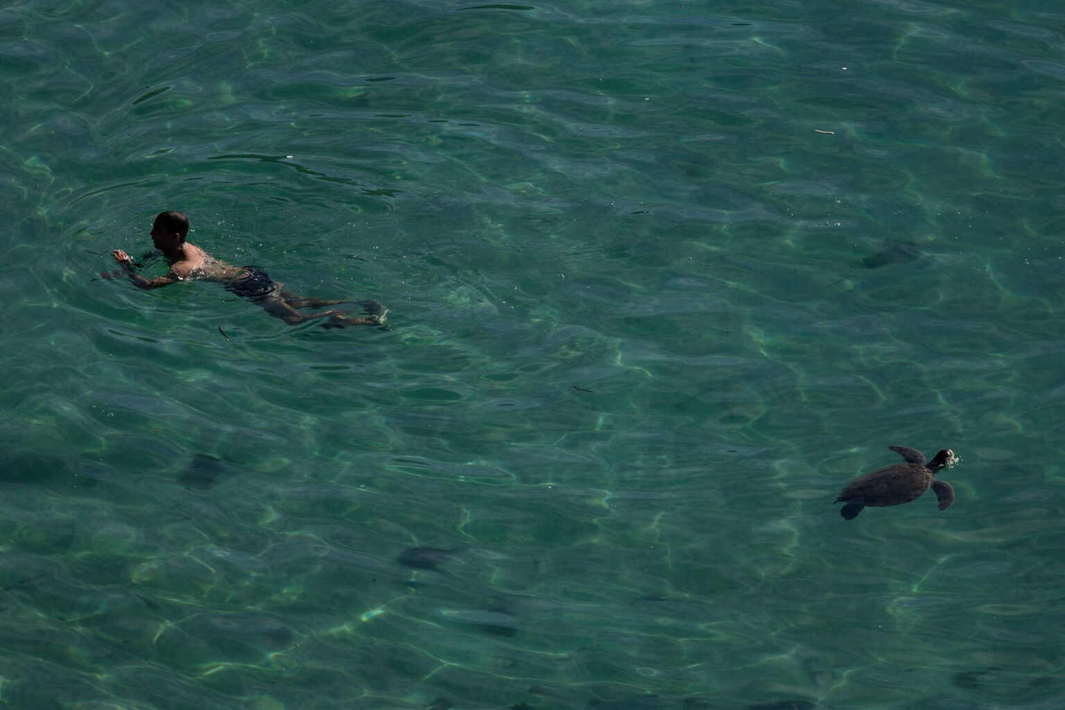 Censo Marinho em Arraial do Cabo: Um Mapeamento da Saúde do Oceano e das Tartarugas