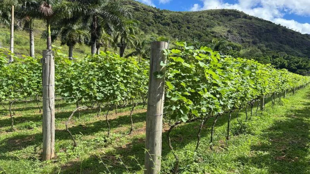 Rio de Janeiro fortalece produção de uvas e vinhos com foco no enoturismo em 2024 Rio de Janeiro fortalece produção de uvas e vinhos com foco no enoturismo em 2024