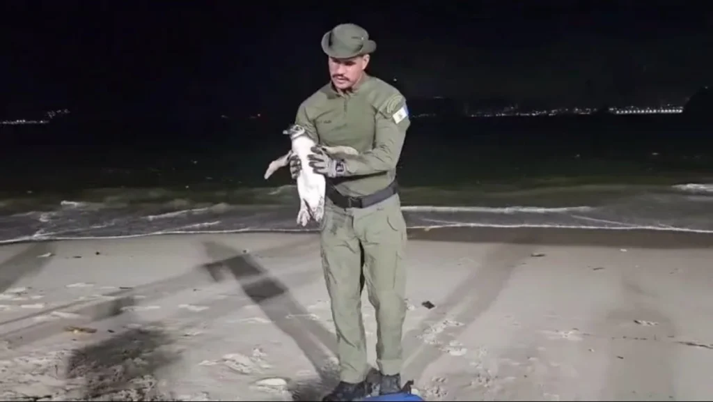 Temporada de Pinguins em Niterói: Saiba Como Agir Corretamente