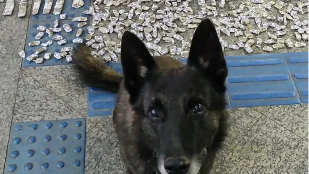Cães Farejadores Fortalecem Operação Antidrogas em Teresópolis com Resultados Concretos Cães Farejadores Fortalecem Operação Antidrogas em Teresópolis com Resultados Concretos