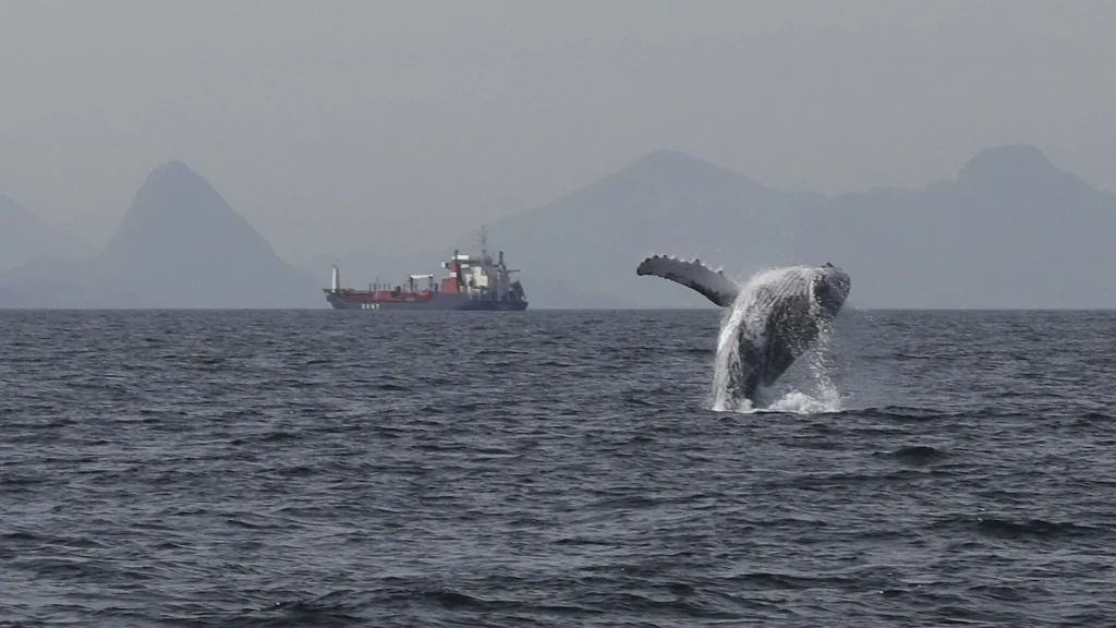 Selo para Observação de Baleias no Rio e Niterói Promove Turismo Sustentável e Segurança