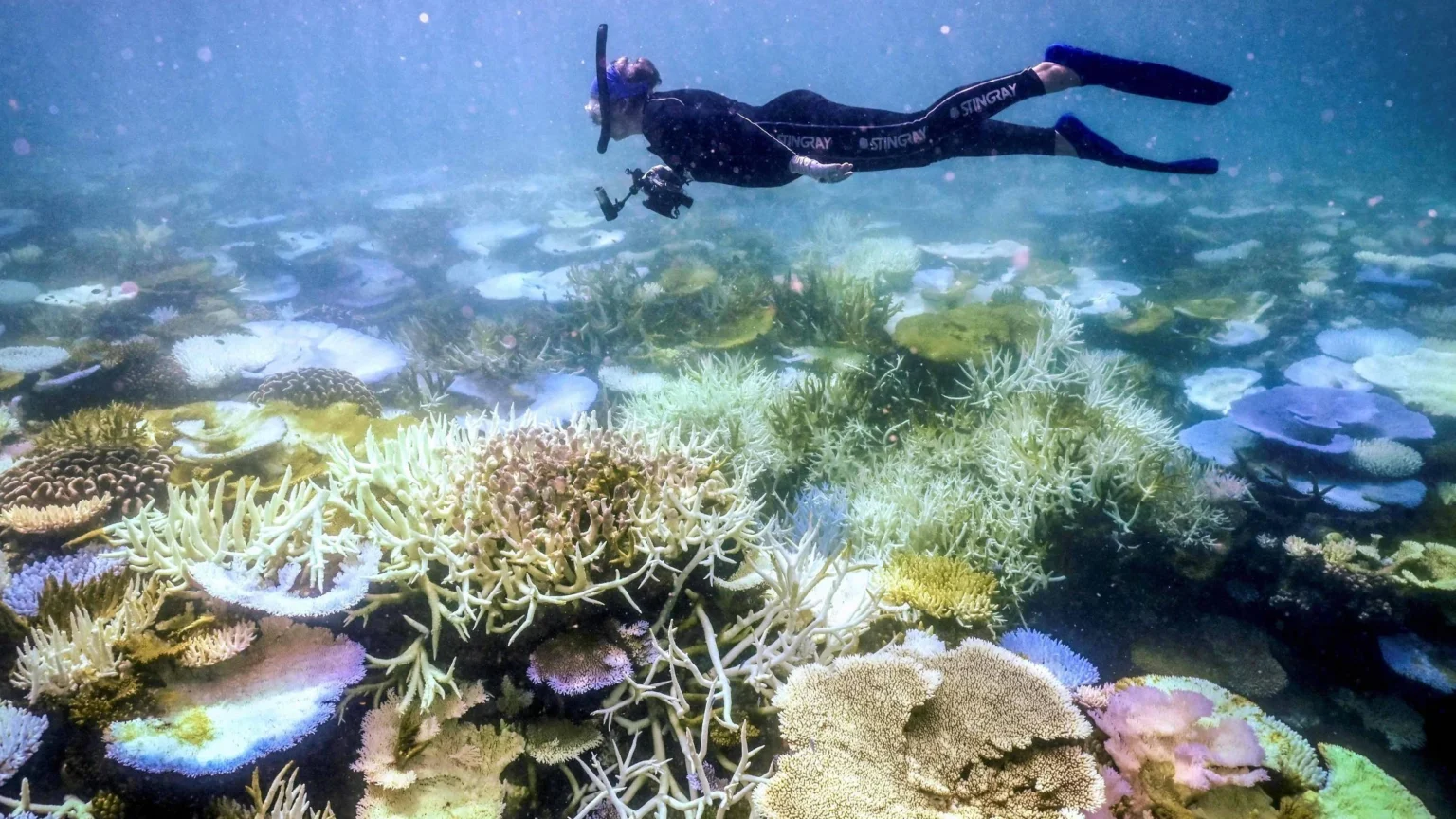 El Niño ameaça colapso da Grande Barreira de Coral com branqueamento extremo El Niño ameaça colapso da Grande Barreira de Coral com branqueamento extremo