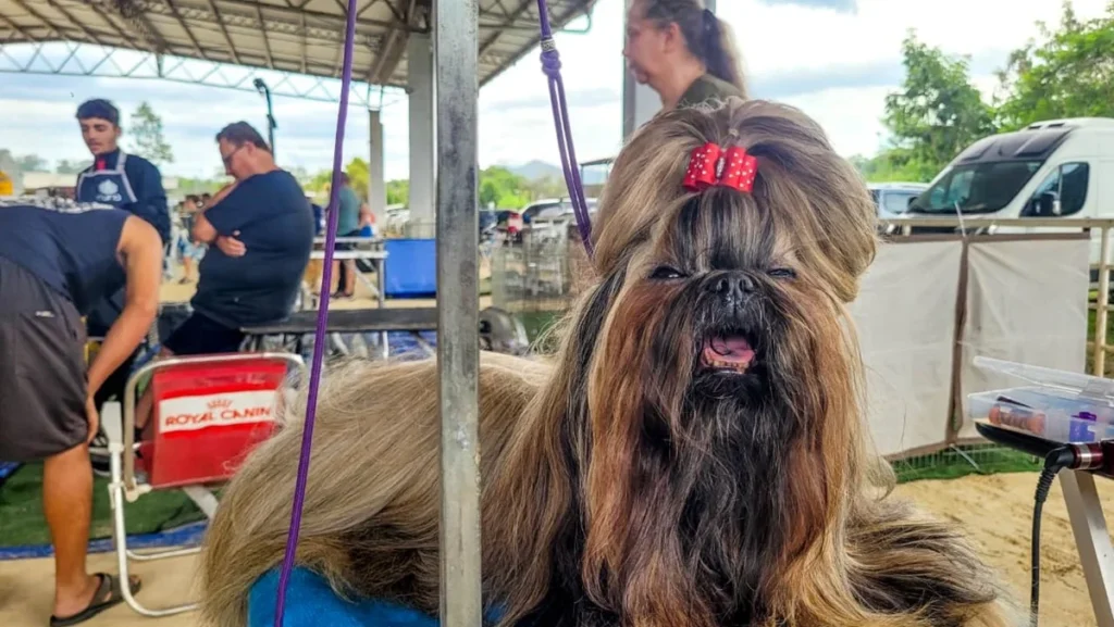 Exposição de Cães de Raça no Parque Rural de Niterói reúne competições e serviços gratuitos